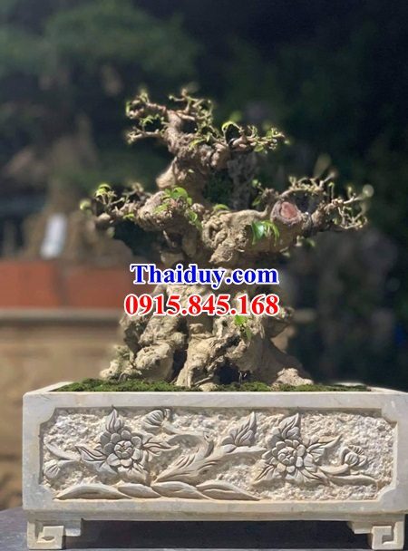33 Chậu cảnh bonsai bằng đá đẹp nhất tại Kon Tum